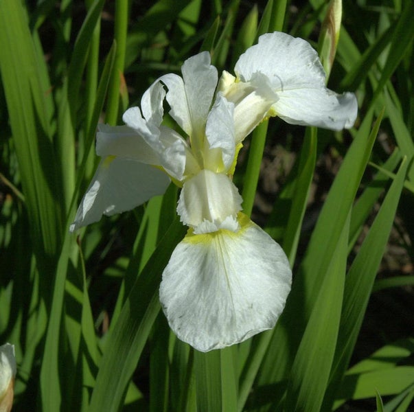 Nahaufnahme einer weißen Schwertlilienblüte im Garten.