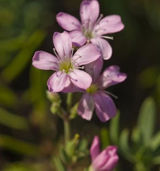 Rosa Grasnelkenblüten
