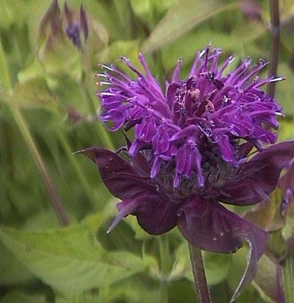 Nahaufnahme einer purpurfarbenen Monarda-Blume