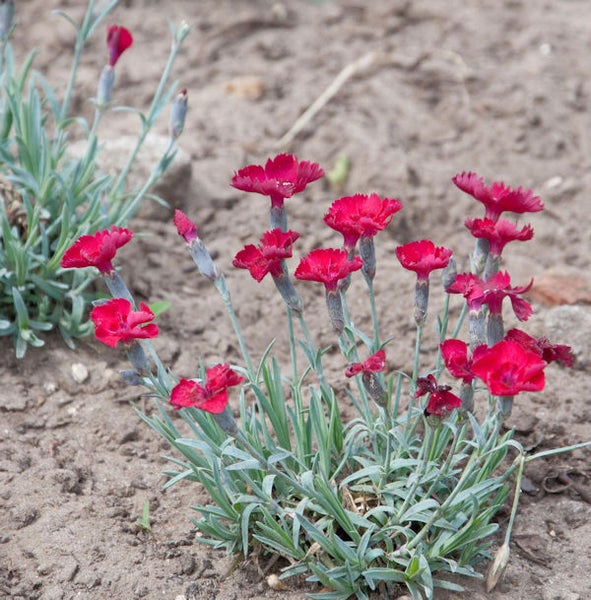 Nelkenpflanze mit roten Blüten im Gartenbeet