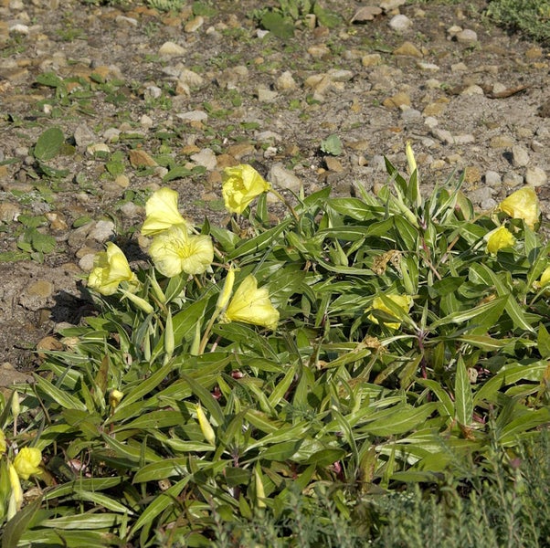 Nachtkerzenpflanze mit gelben Blüten im Gartenbeet.