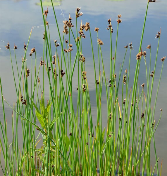 Büschel von grünen Wasserpflanzen am Ufer