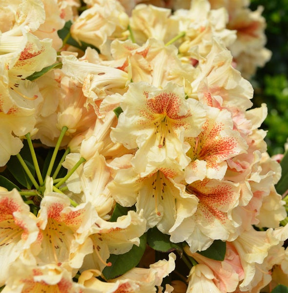 Nahaufnahme von Rhododendronblüten mit Punktmuster