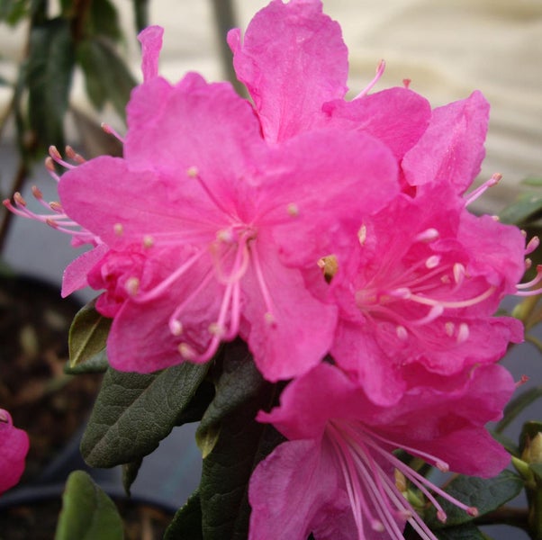 Nahaufnahme einer rosa blühenden Rhododendron Pflanze.