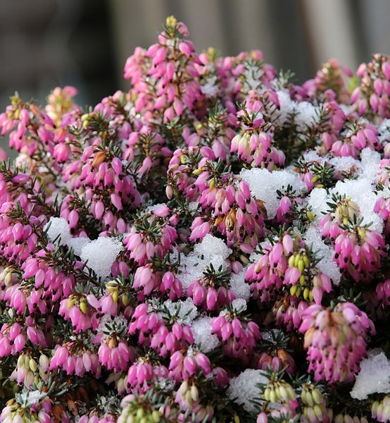 Winterheide mit Schnee