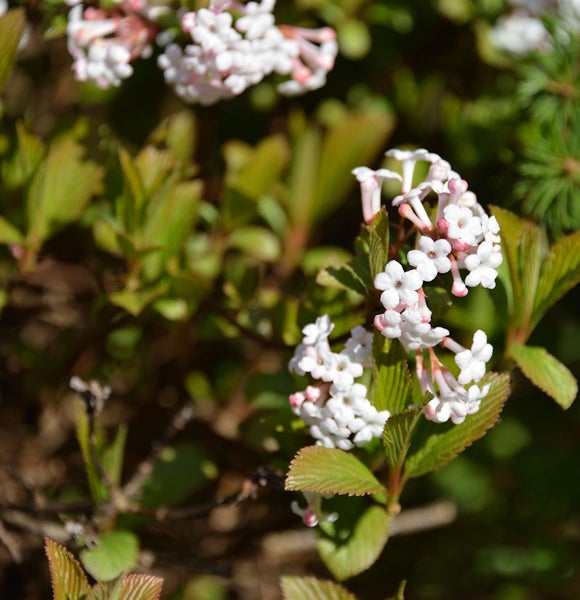 Blühender Schneeballstrauch mit grünen Blättern