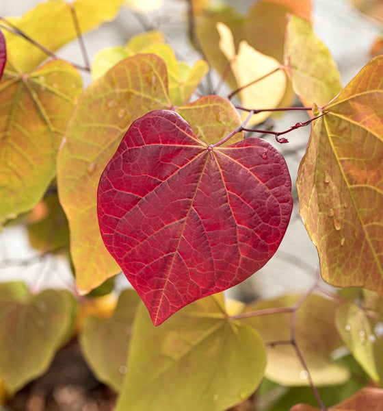 Nahaufnahme von Blättern des Cercis canadensis 'Forest Pansy'