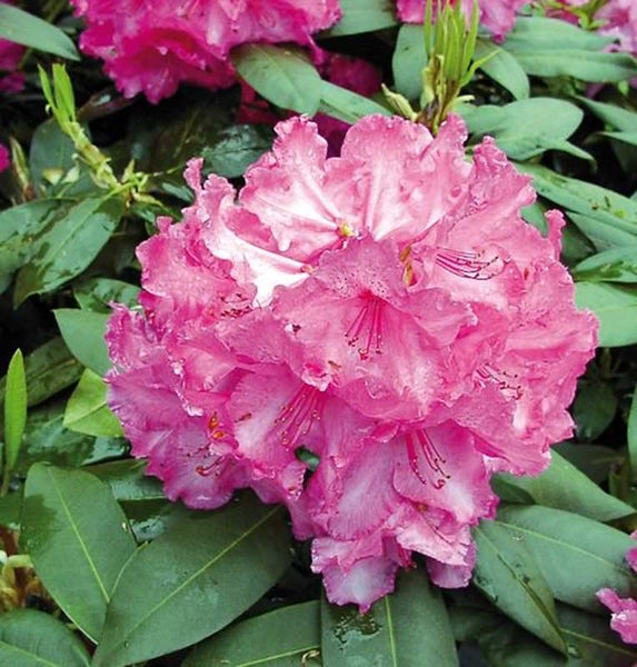 Nahaufnahme einer rosa Rhododendronblüte mit grünen Blättern