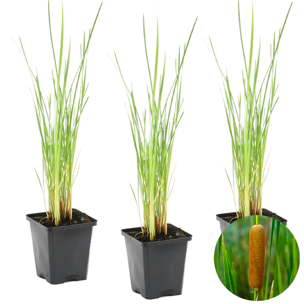 Drei Rohrkolben Wasserpflanzen in Töpfen mit Detailaufnahme des Blütenstands.