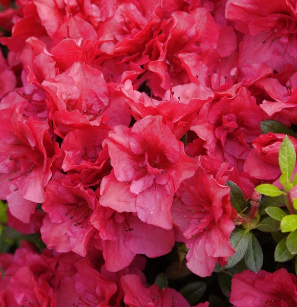 Nahaufnahme einer Azaleenblüte