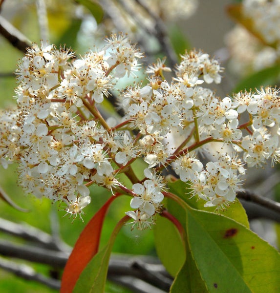 Blütenstand einer Lorbeerkirsche mit Blättern