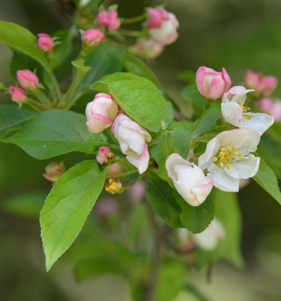Apfelbaumzweig mit Blüten und Knospen