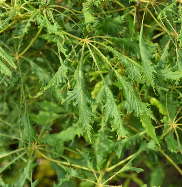 Nahaufnahme von Rosskastanienblättern