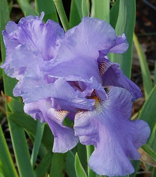 Irisblüte im Detail