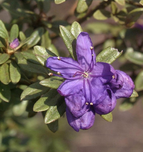 Nahaufnahme einer lila Rhododendronblüte mit Blättern