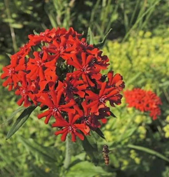 Büschel roter Leimkrautblüten im Garten