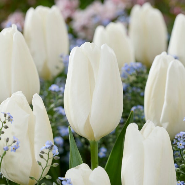 Bloomique - Mischung aus 20 - Tulipa - Tulpenzwiebeln - Weiß - Blumenzwiebeln - Frühlingsblüher - Mehrjährige Pflanzen - Wird 30-35 cm groß