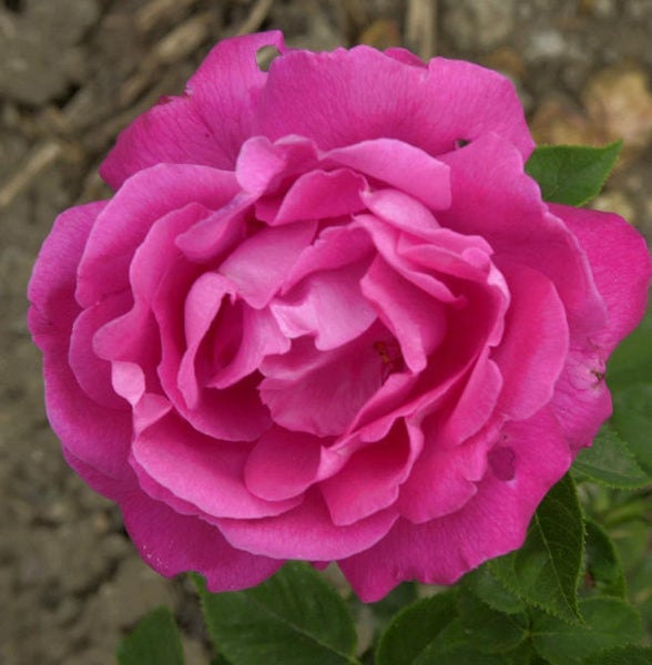 Nahaufnahme einer rosafarbenen Rosenblüte