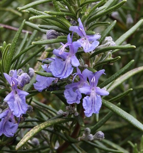 Nahaufnahme von Rosmarinblüten mit Blättern
