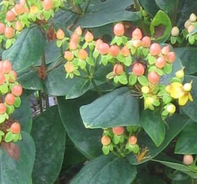 Johanniskraut Pflanze mit Beeren und Blättern