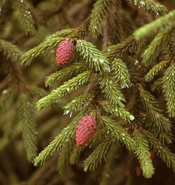 Zweig einer Fichte mit Zapfen