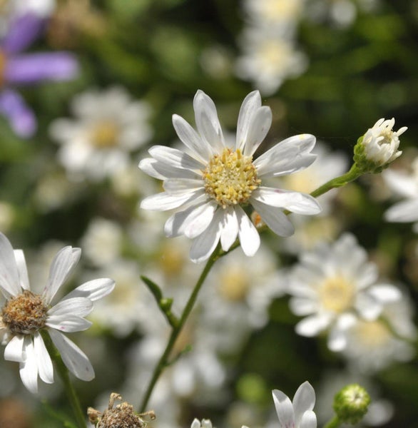Nahaufnahme von weißen Gänseblümchen
