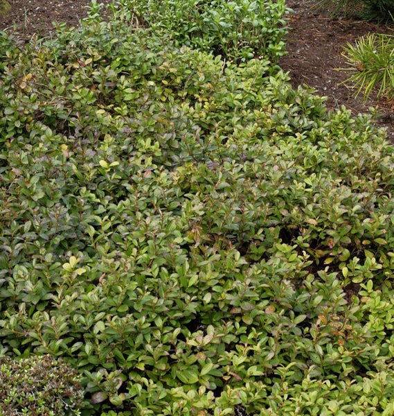 Bodendeckerpflanzen im Garten