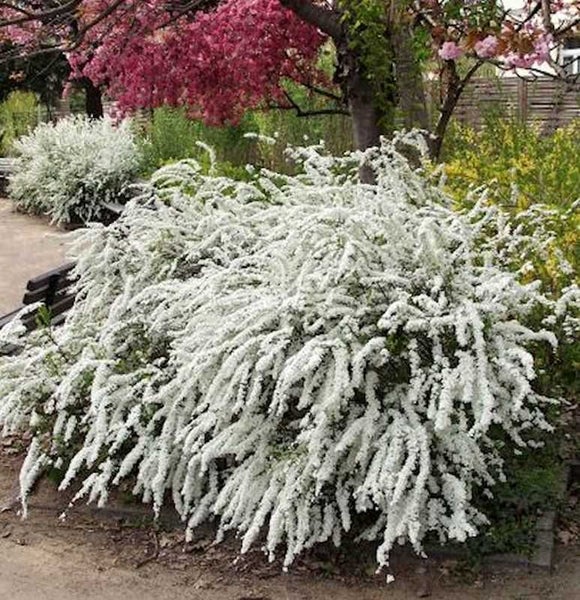Weiß blühende Spiere im Garten