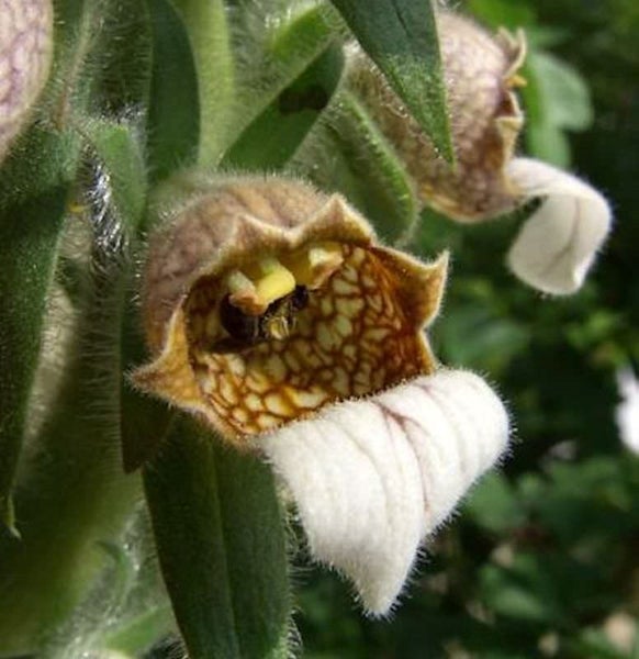 Nahaufnahme einer Slipperblume mit markanter Zeichnung