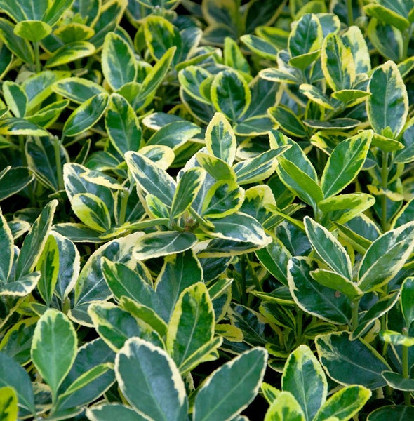 Immergrüner Spindelstrauch mit Blättern