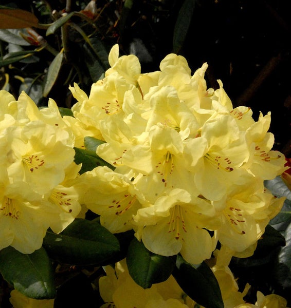 Gelbe Rhododendronblüten mit grünen Blättern