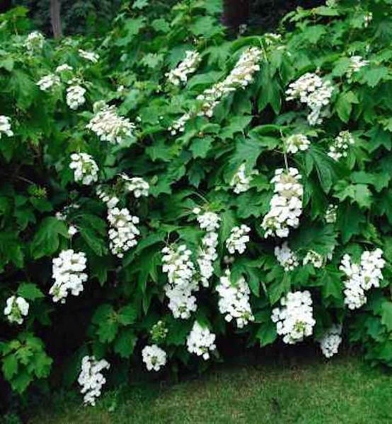 Blühender Schneeballstrauch im Garten