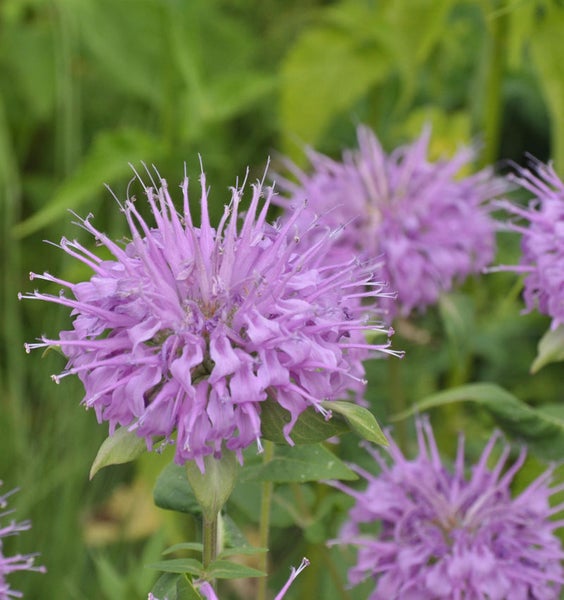 Nahaufnahme von purpurfarbenen Monarda-Blüten im Garten