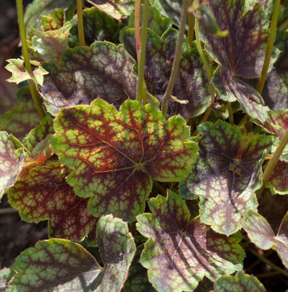Nahaufnahme einer Purpurglöckchen Pflanze mit ihren Blättern