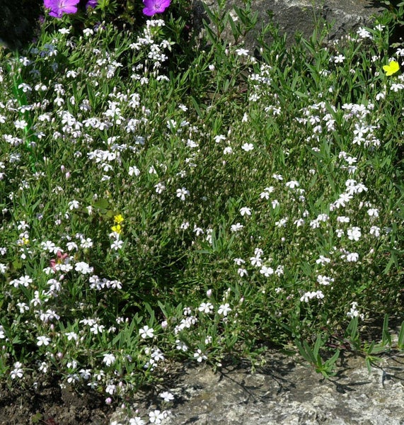 Blütenrasen mit kleinen weißen Blüten