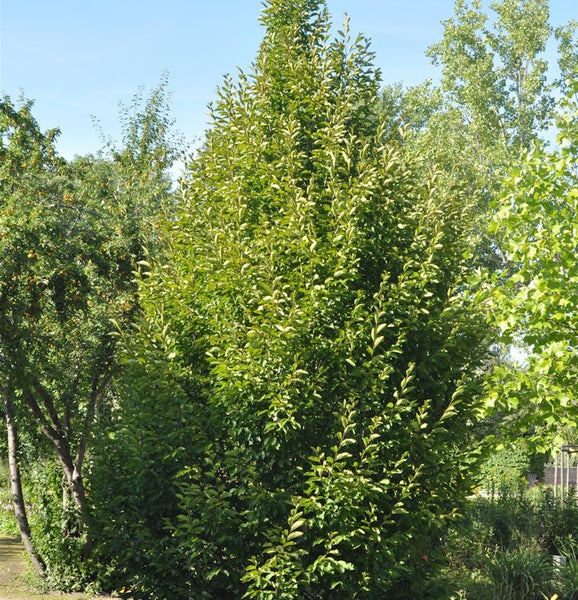 Säulen Hainbuche im Garten