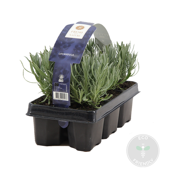 Bloomique - 6er Set - Lavandula Angustifolia - Lavendel Pflanze Winterhart - Duftlavendel - Gartenpflanzen Winterhart - Mehrjährig - Höhe 10-20 cm