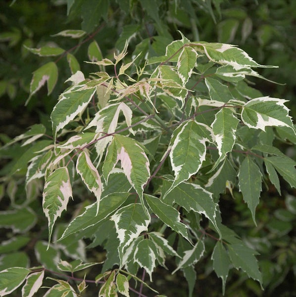 Blätter eines Eschenahorns mit auffälliger Blattfärbung