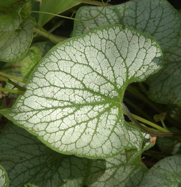 Nahaufnahme eines Kaukasusvergissmeinnicht-Blattes
