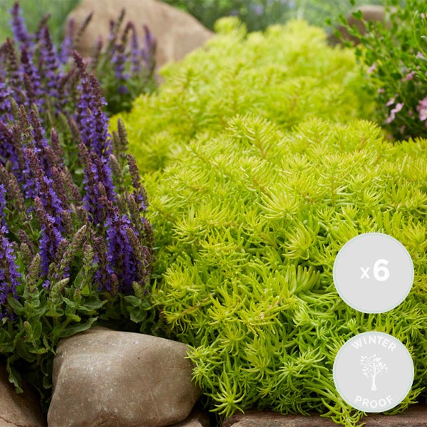 Bloomique - 6er-Mix - Sedum-Mischung - Hauswurz - Gartenpflanzen - Winterhart - Bodendecker - Höhe 8-12 cm - Topf 7 cm