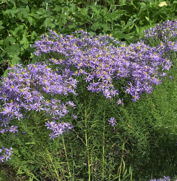 Herbstastern im Garten