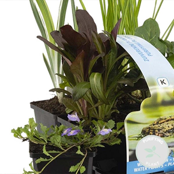 6x Reinigende Teichpflanzenmischung – Zone 2 & 3 – Pflegeleicht – ⌀9 cm – ↕05–20 cm