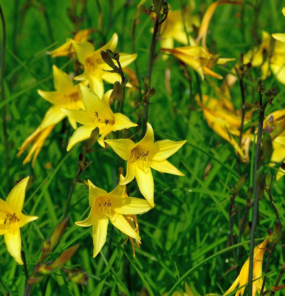 Gelbe Taglilien im Garten