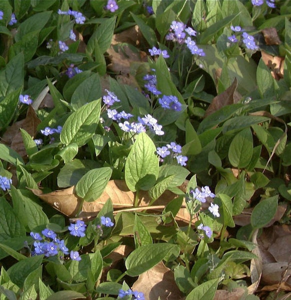 Vergissmeinnicht Pflanzen im Gartenbeet