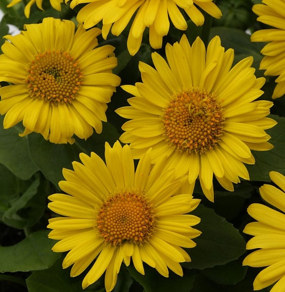 Gelbe Garten-Sonnenblume mit grünen Blättern