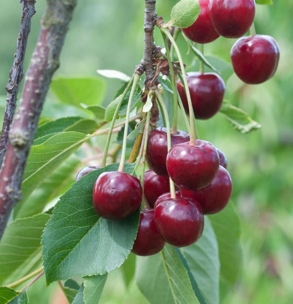 Kirschbaum mit reifen Kirschen an Ästen