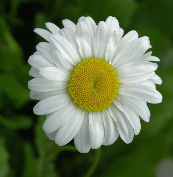 Nahaufnahme einer Margeritenblüte