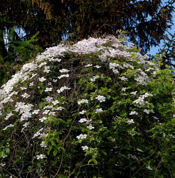 Blühende Clematis Pflanze im Garten
