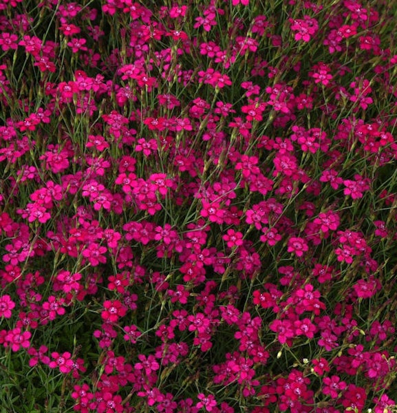 Nahaufnahme von Nelkenblüten im Garten