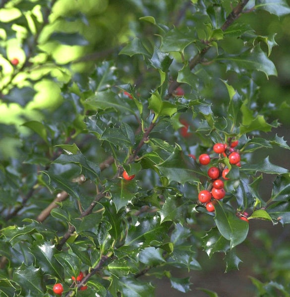 Stechpalme mit Blättern und roten Beeren